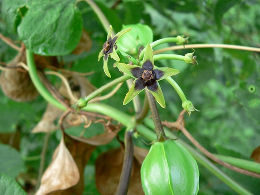 {Gonolobus suberosus}